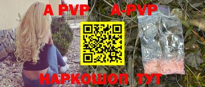 гашик Кингисепп